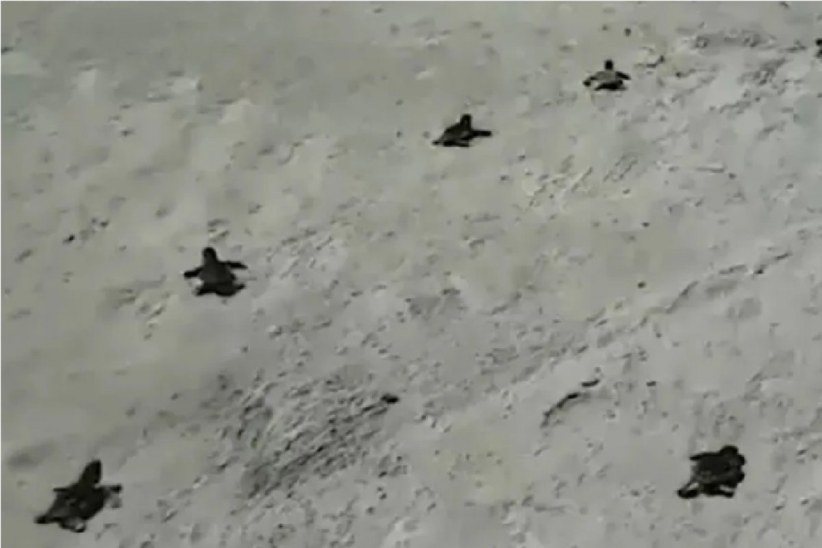 Bahia: tartarugas marinhas iniciam temporada de reprodução nas praias do sul