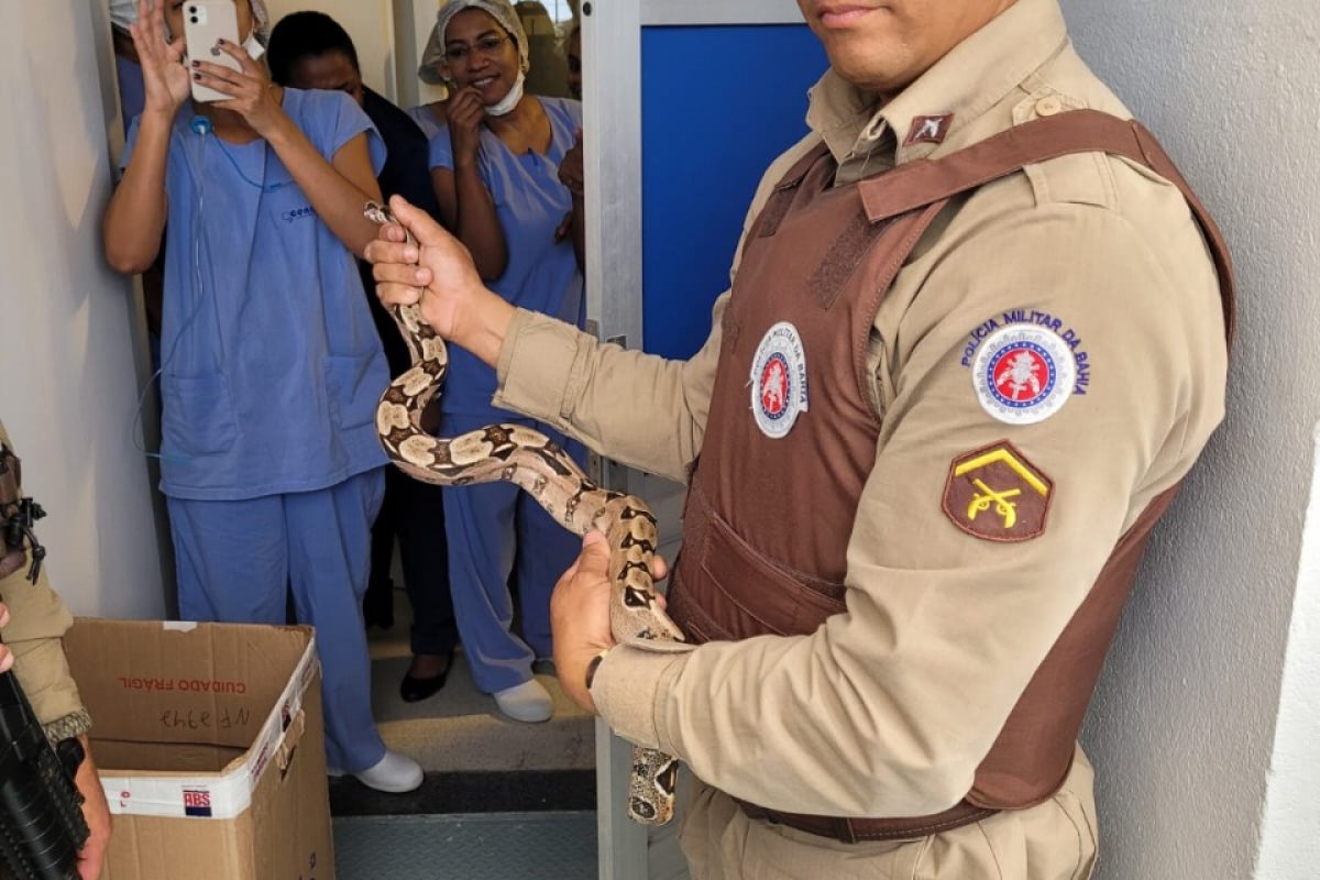 Salvador: cobra é capturada em clínica na Ondina