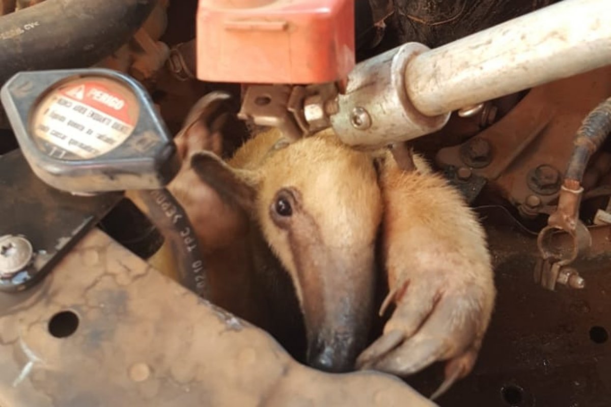 Tamanduá é encontrado em motor de veículo no Cuiabá