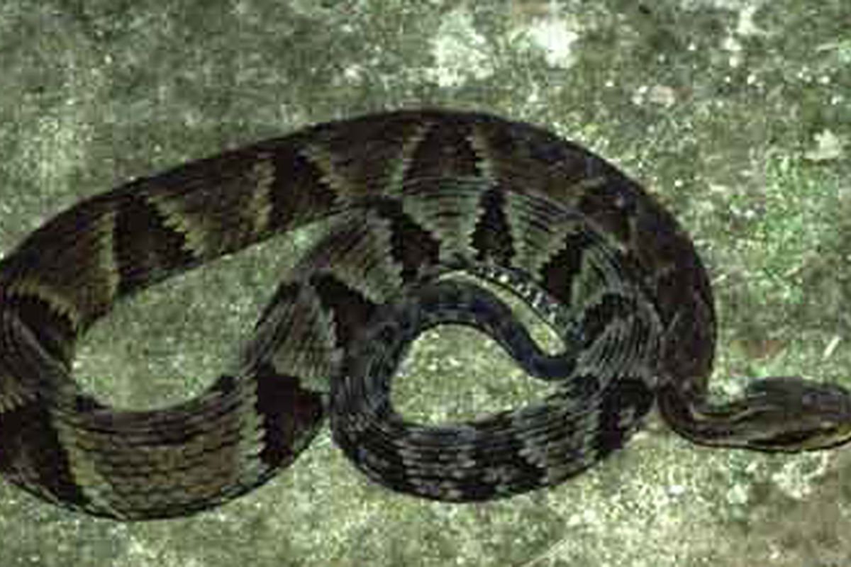 Picadas de cobra matam mais de 63 mil pessoas por ano no mundo, afirma estudo