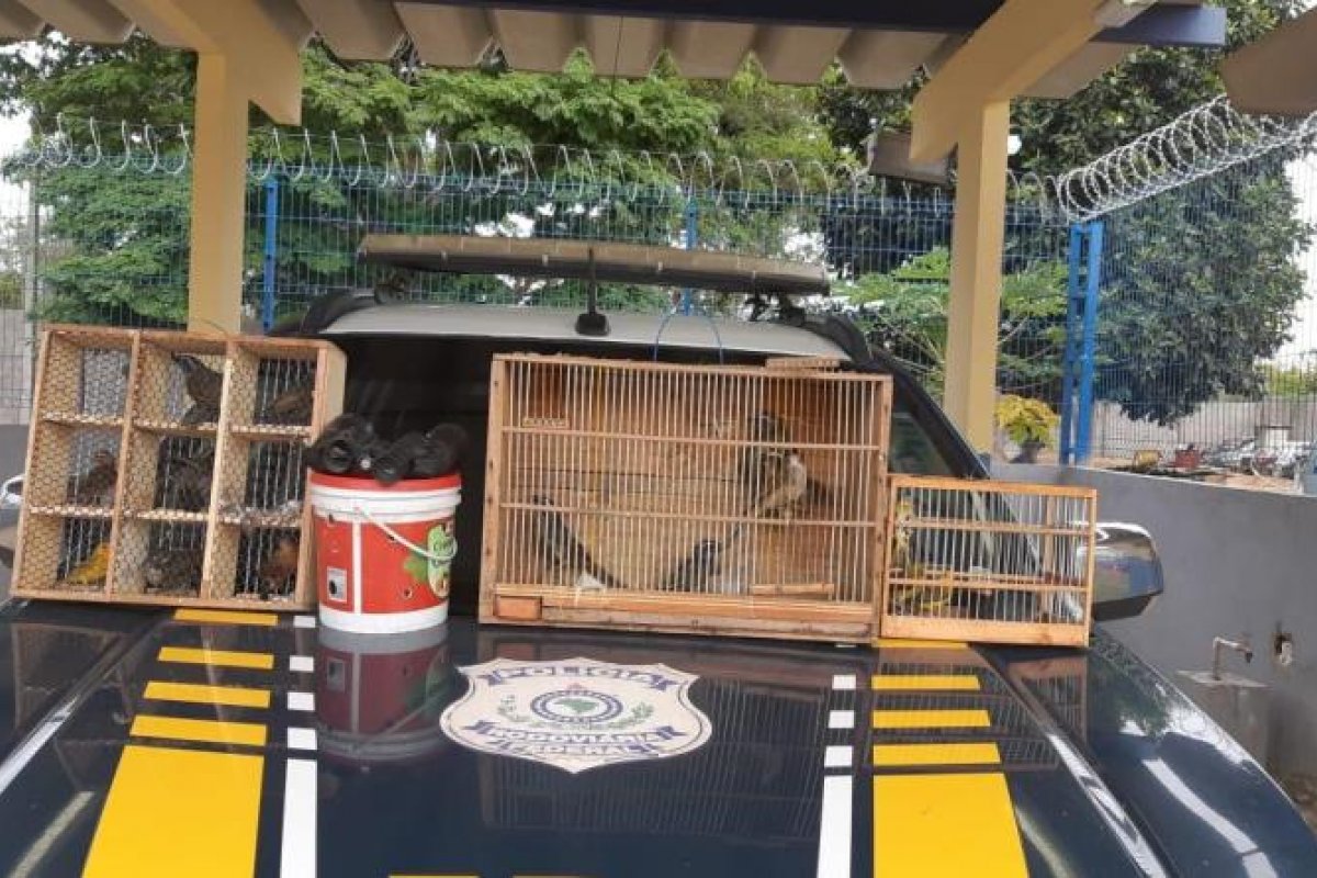 Polícia flagra crime ambiental e resgata aves silvestres presas em gaiolas