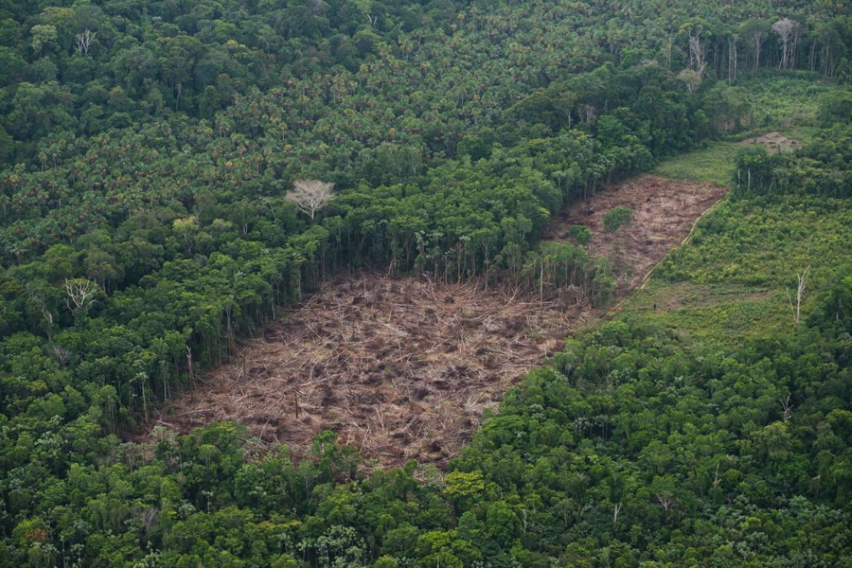 Índice de desmatamento na Amazônia cresce em quase 30%, segundo Inpe