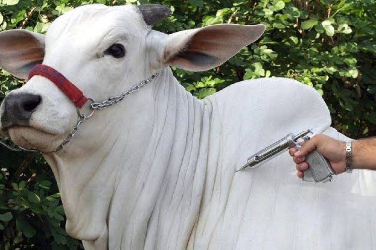 Campanha Nacional de Vacinação contra a Febre Aftosa começa hoje (1º)