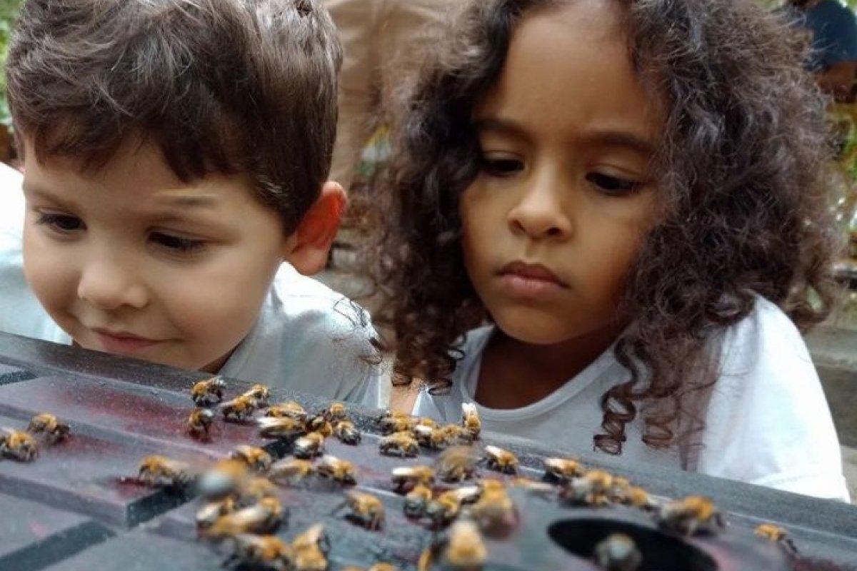 Veja vídeo! Meliponário é rota turística no Litoral Norte da Bahia para conhecer abelhas sem ferrão!