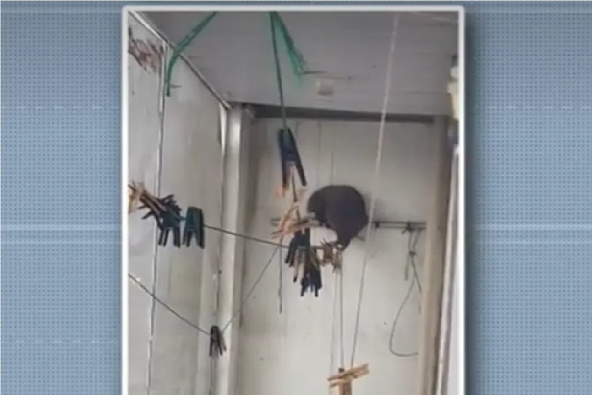 Salvador: Porco-espinho é resgatado dentro de loja em São Cristóvão