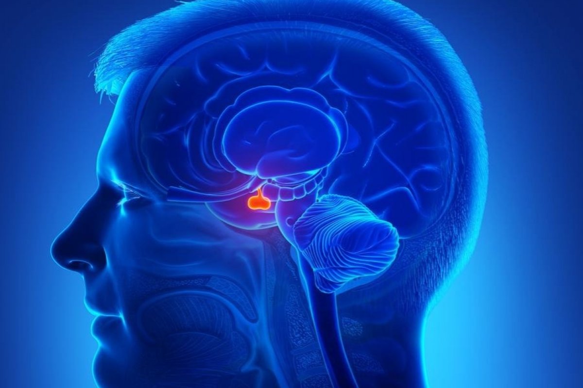 Cientistas descobrem os neurônios associados à obesidade