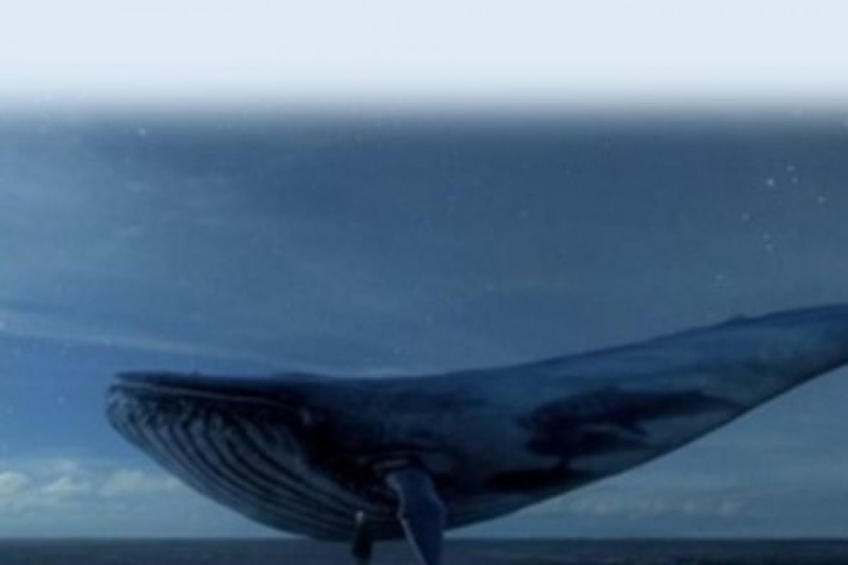 Baleias azuis engolem 10 milhões de microplástico por dia, diz estudo