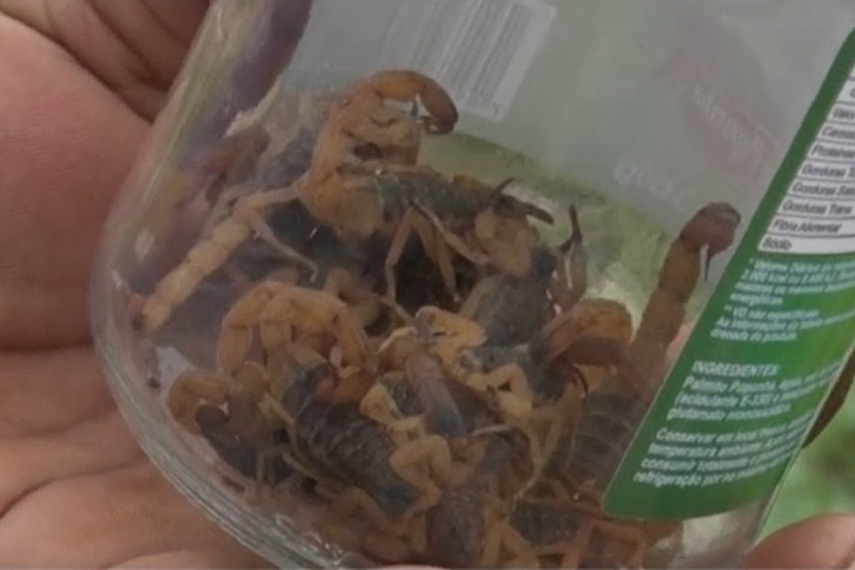 Pessoas picadas por escorpiões aumentam 170% em cidade do extremo sul da Bahia