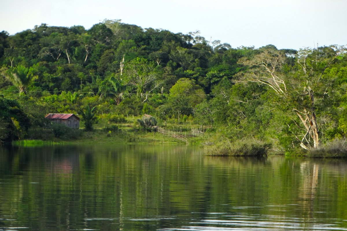 Fundo Amazônia deve ser reativado em 60 dias por determinação do STF