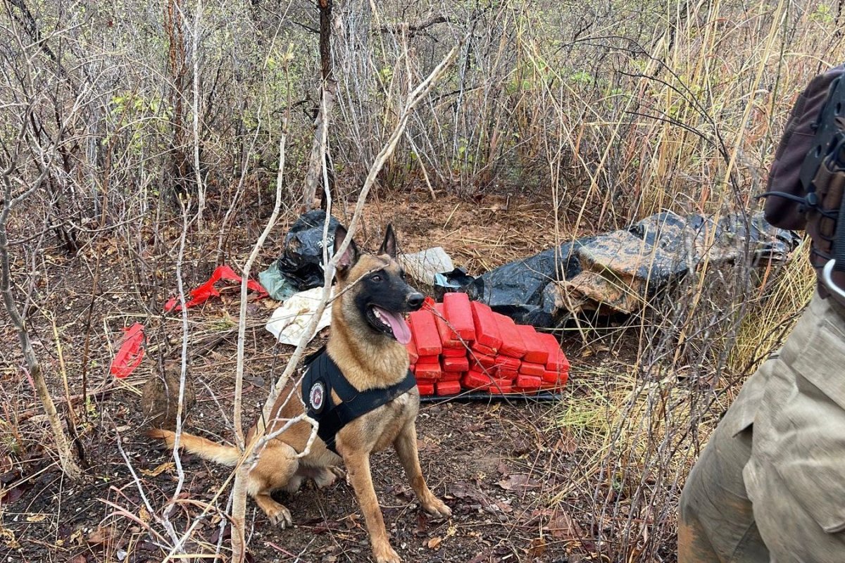 Cão farejador da Polícia Militar localiza 40 kg de maconha em Barreiras