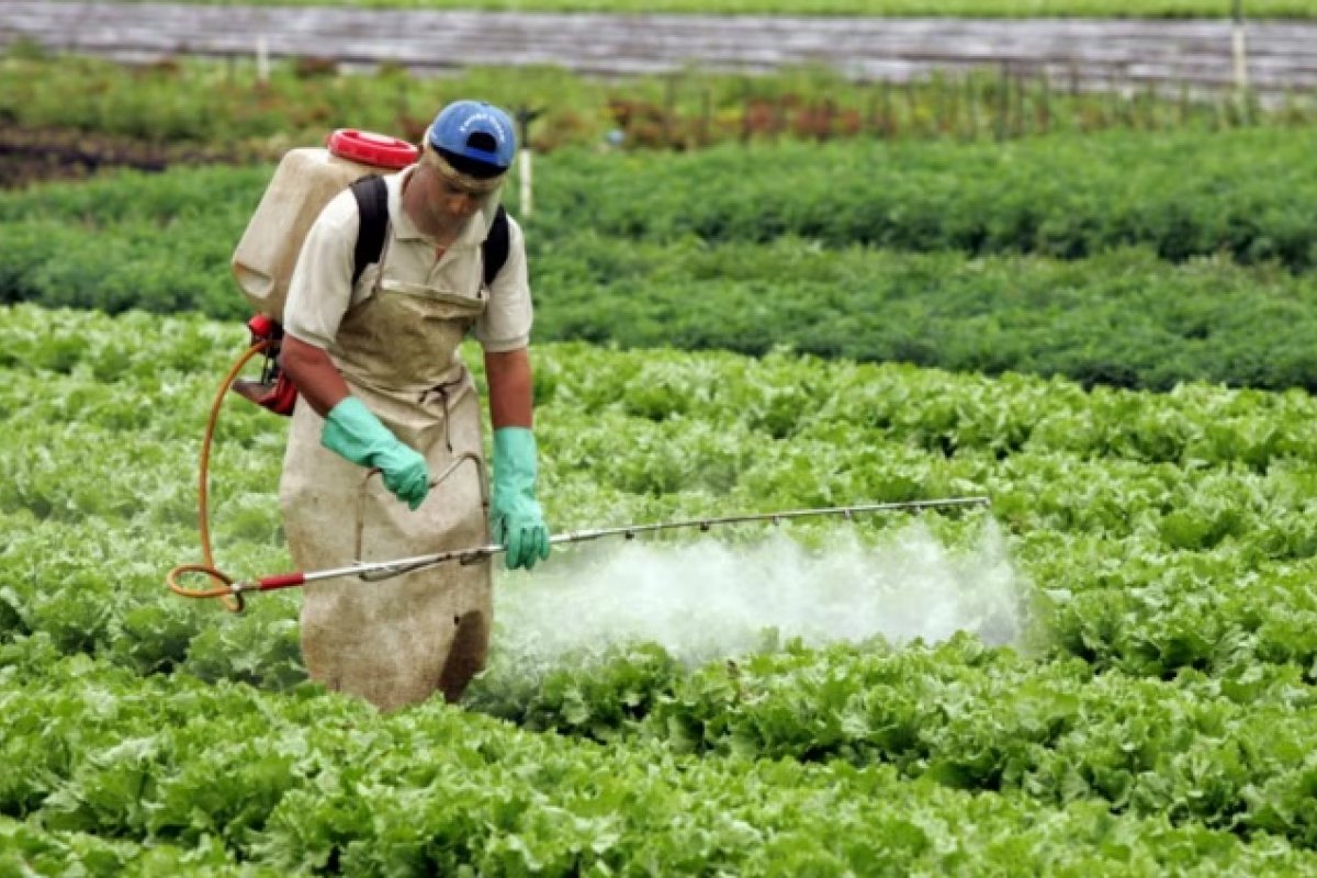 Consulta pública vai tratar de agrotóxicos para culturas minor crops