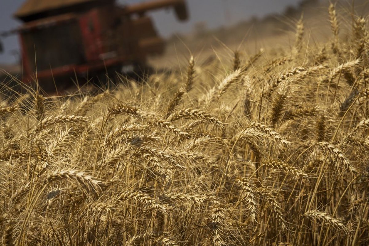 Safra de grãos deve registrar queda no próximo ano na Bahia