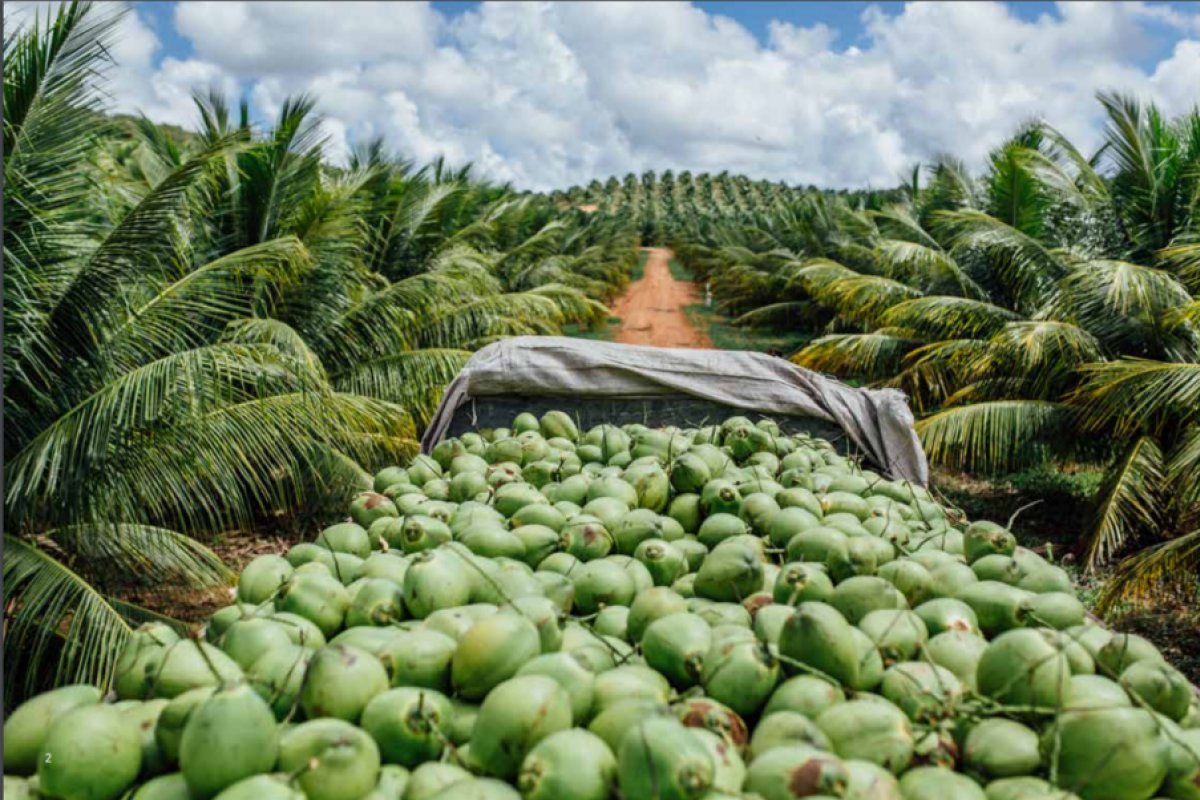 Água de coco Obrigado demite 300 funcionários no Conde