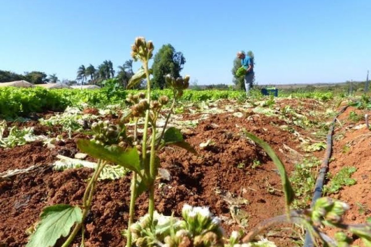 Ministério da Agricultura vai pagar R$ 28,9 mi para cobrir perdas de agricultores com a seca