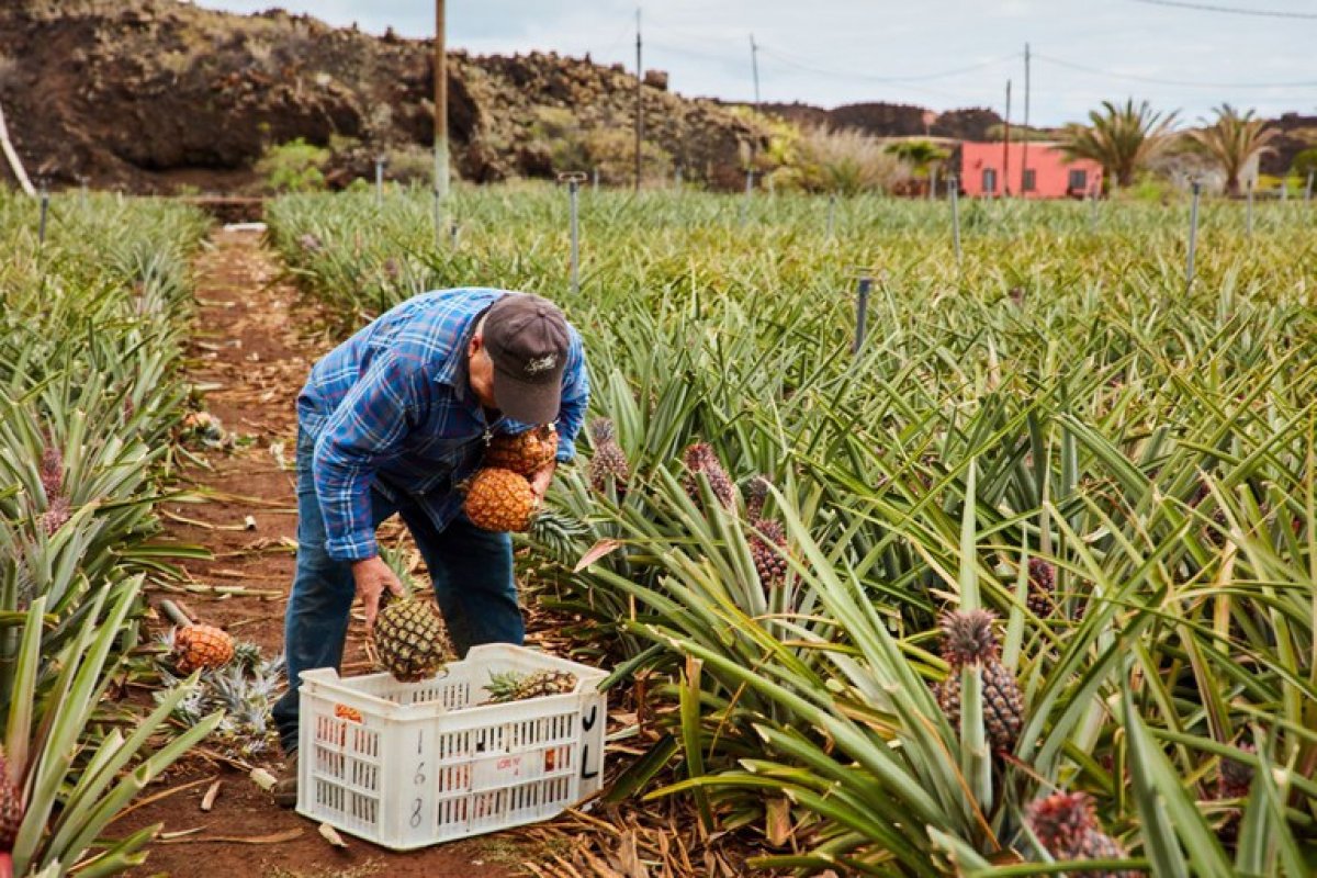 Ministério da Agricultura divulga lista de produtos do Programa de Garantia de Preços para Agricultura Familiar