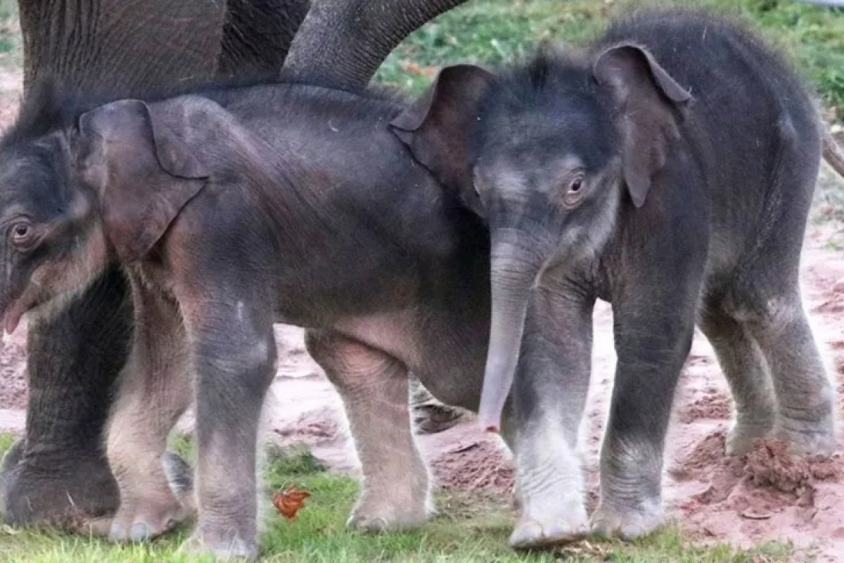 Elefantes gêmeos nascem em zoológico em Nova York