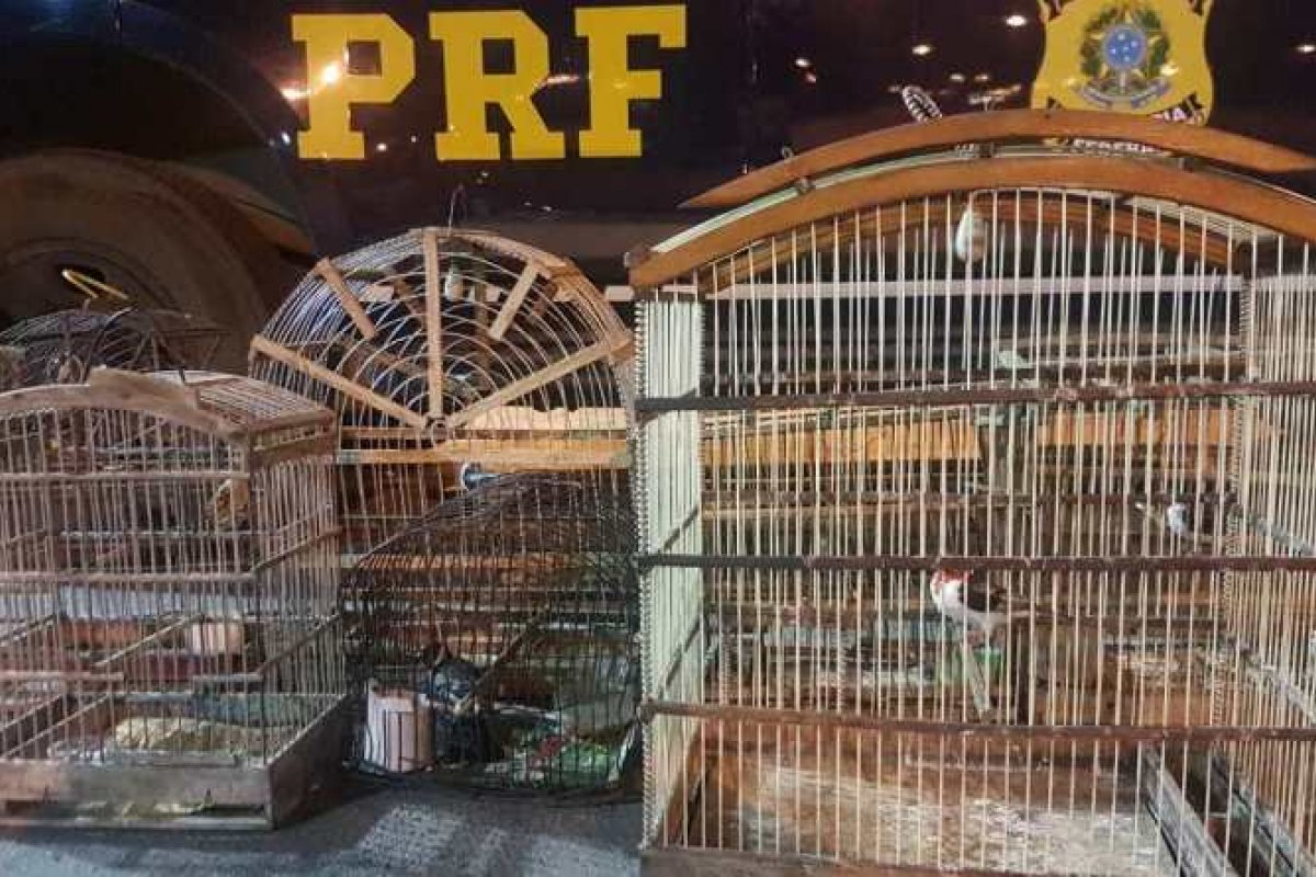 Pássaros silvestres são resgatados de cativeiros no nordeste da Bahia