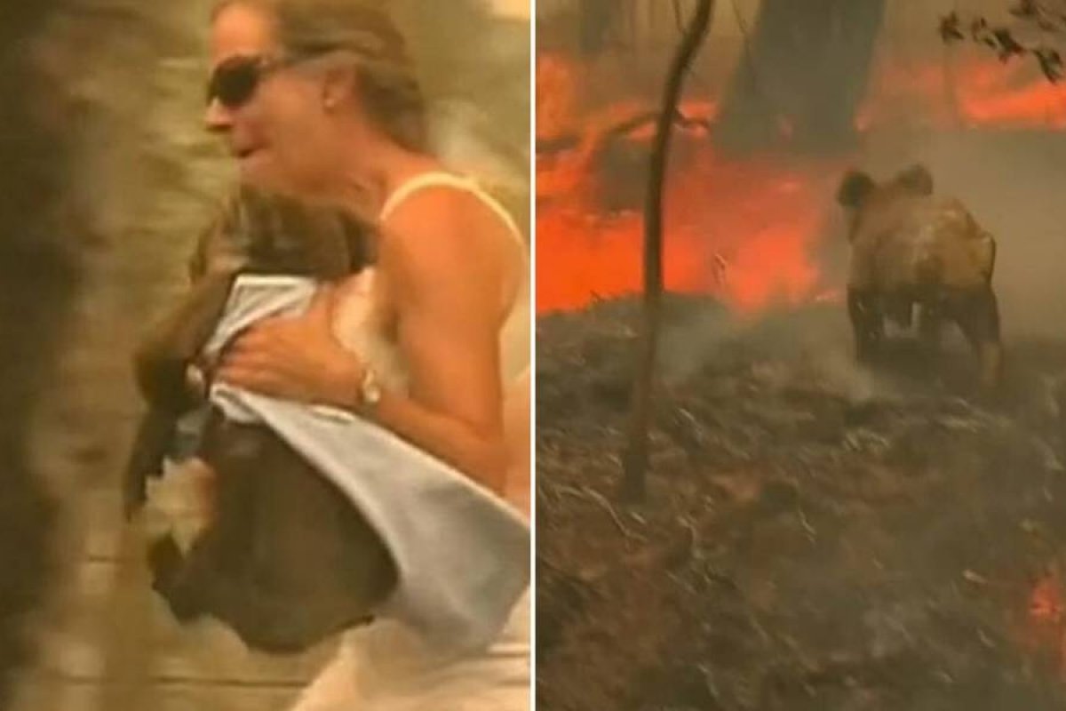 Mulher salva coala de incêndios florestais na Austrália