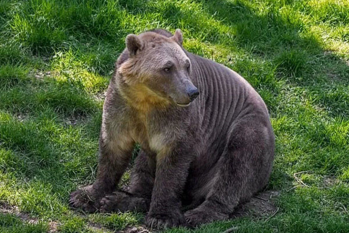 Urso brolar: conheça animal híbrido do urso marrom com o polar que é mais resistente à crise do clima
