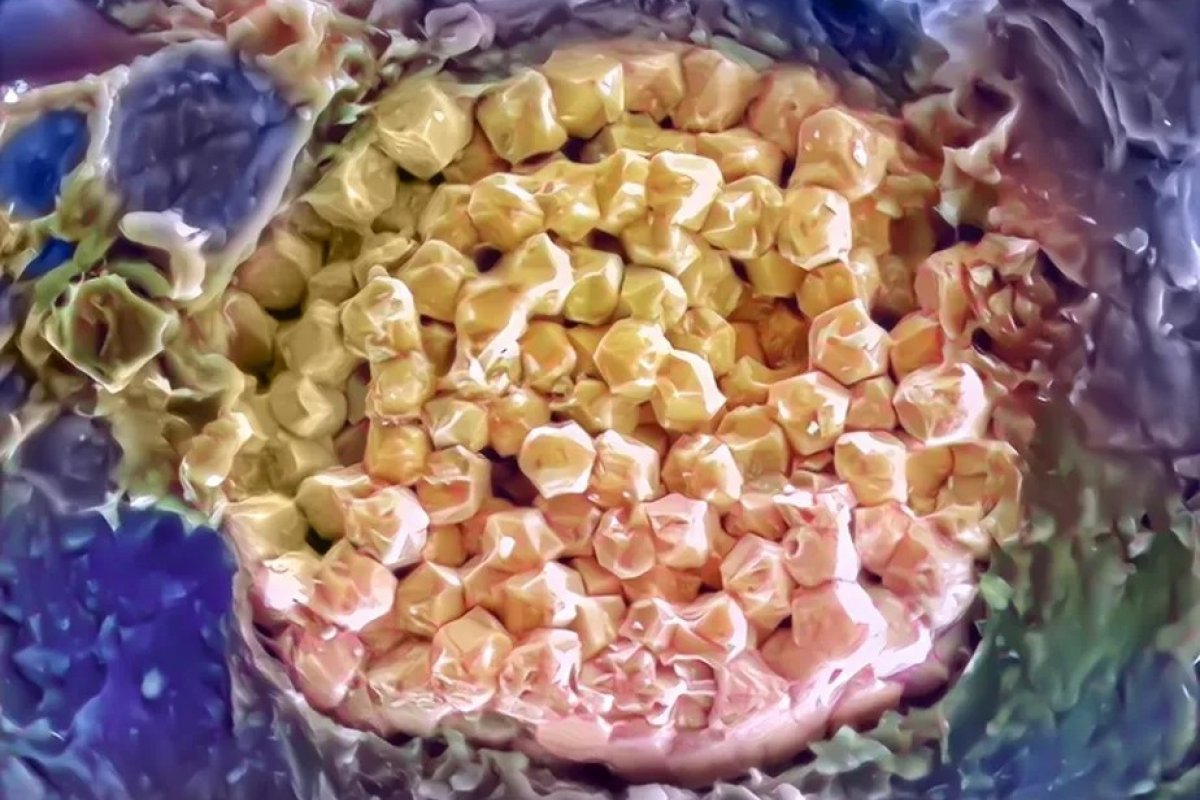 EUA: cientistas descobrem rastro de mar que existiu há 390 milhões de anos