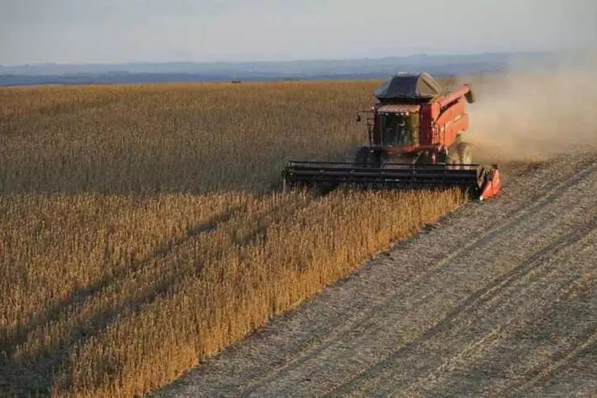 Produção de grãos deve crescer 36,8% nos próximos dez anos, diz estudo