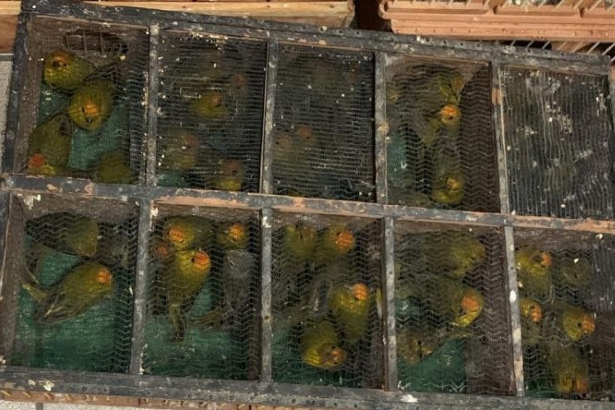 Vídeo: homens são presos por transportar cerca de 700 aves silvestres em situação precária