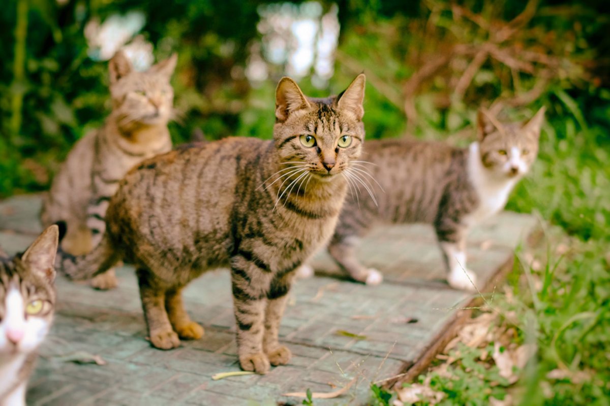 Moradores em Feira de Santana denunciam envenenamento e mortes recorrentes de gatos