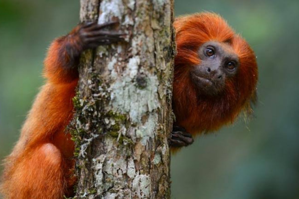 Ação Territoriais para Conservação de Espécies Ameaçadas de Extinção amplia em seis vezes a área de atuação