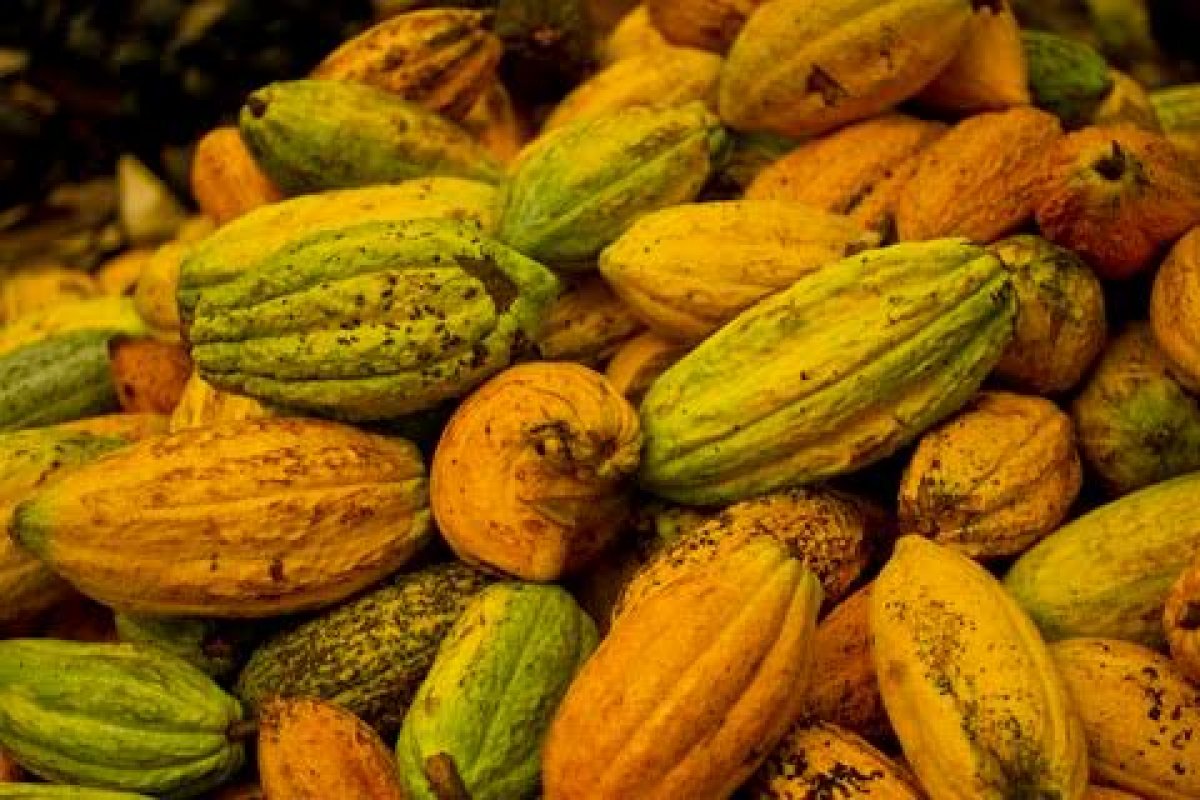 Oeste da Bahia: Ceplac firma parceria com iniciativa privada para pesquisa de variedades de cacau