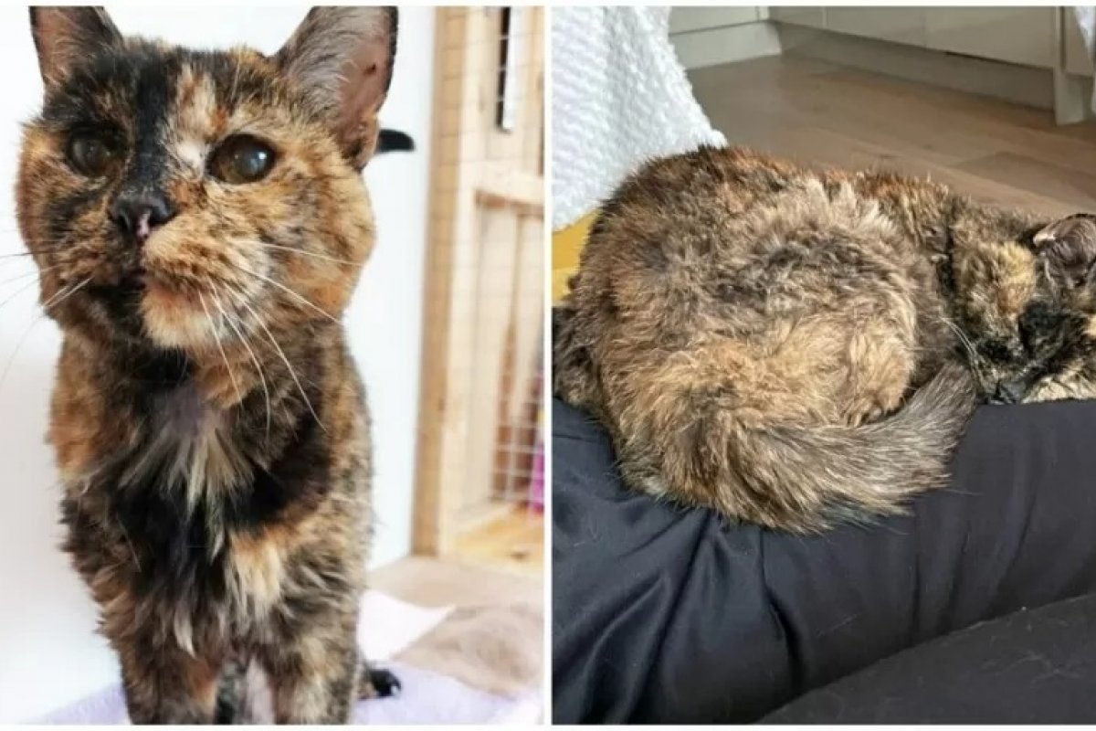 Gata entra para livro de recordes como a mais longeva do mundo