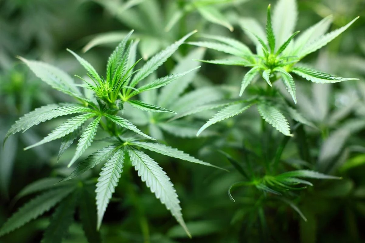 Empresa oferece salário de R$ 150 mil por ano para degustar maconha