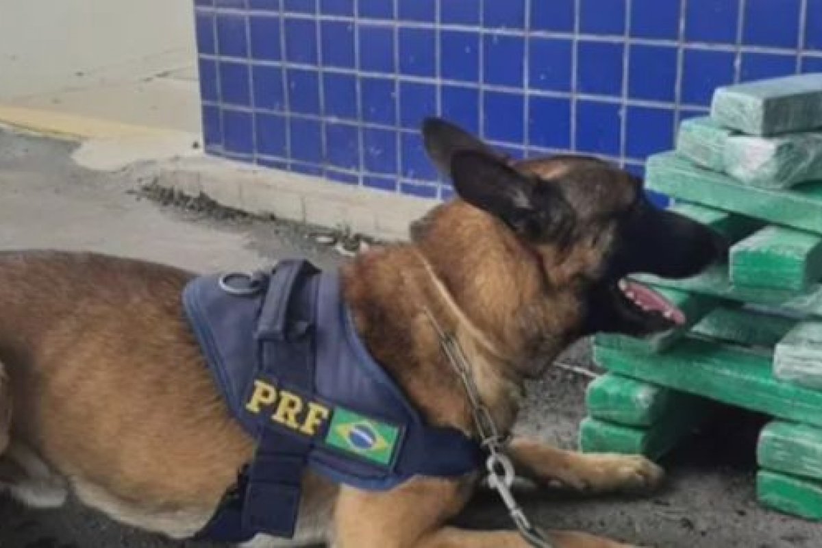 PRF apreende meia tonelada de maconha no sudoeste da BA