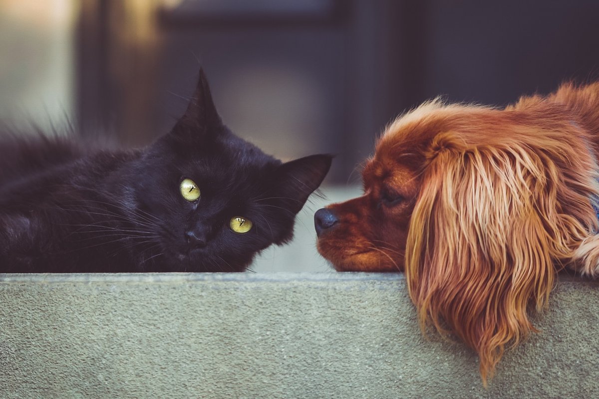 Veterinária alerta sobre cuidados com os pets no fim de ano