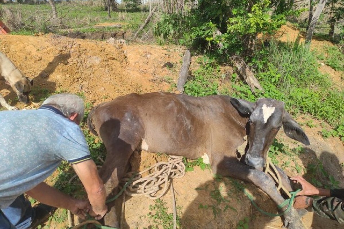 Bombeiros levam uma hora para resgatar vaca que caiu em burro de 4 metros em Barreiras