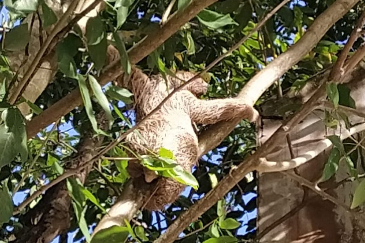 Bicho-preguiça é resgatado em bairro de Salvador