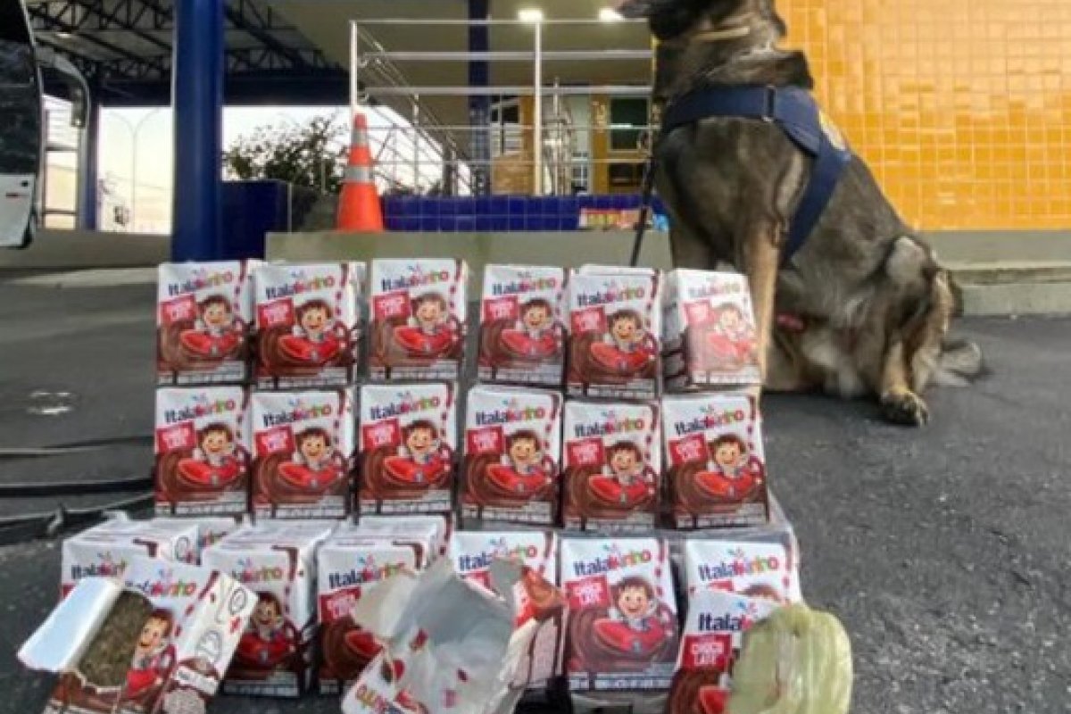 Cão farejador encontra drogas em caixas de achocolatado em ônibus na Bahia