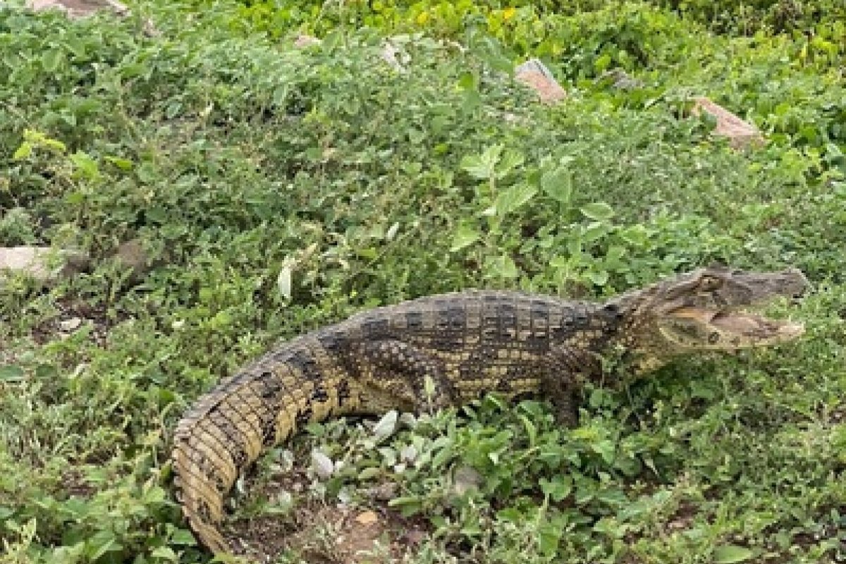 Jacaré invade casa e assusta moradora em Itamaraju, extremo sul da Bahia