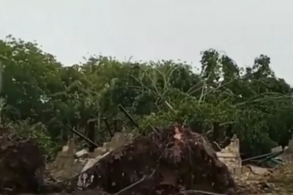 Ventania derruba quatro árvores no extremo sul da BA