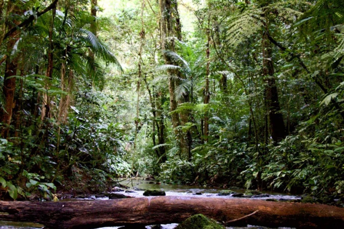 Pacto da Mata Atlântica é reconhecido pela ONU como referência em restauração mundial
