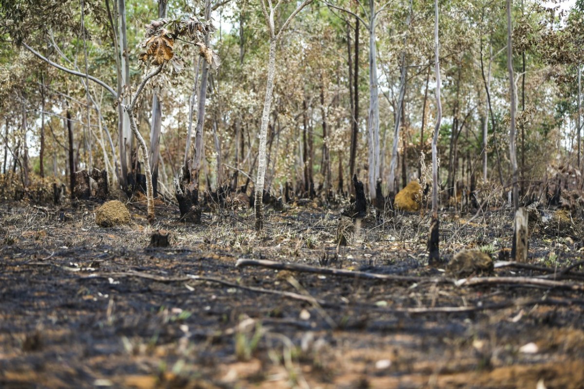 Cerrado perdeu área equivalente a 2 mil campos de futebol entre outubro e novembro