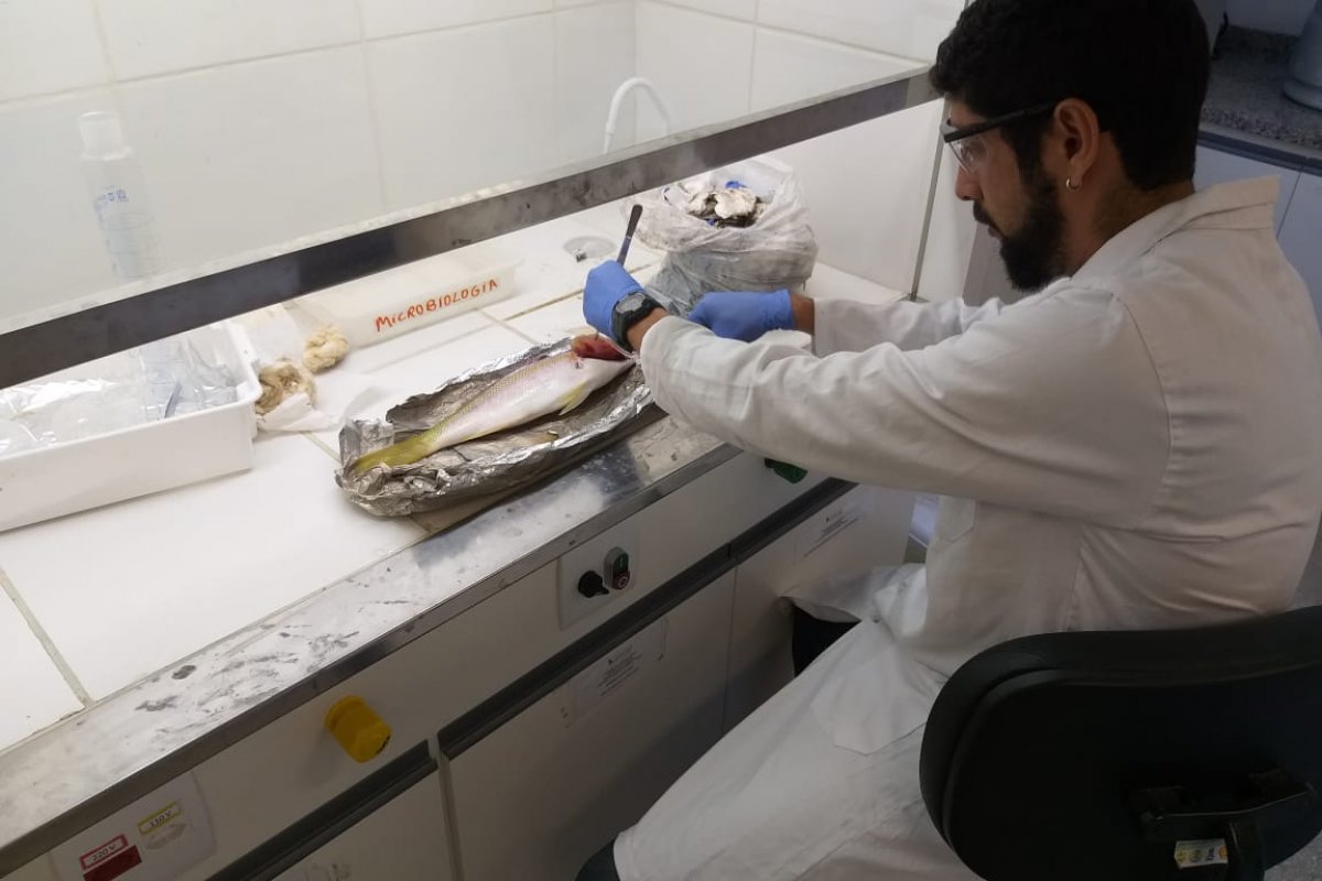 Manchas de óleo: pesquisa indica que pescado localizado não está contaminado