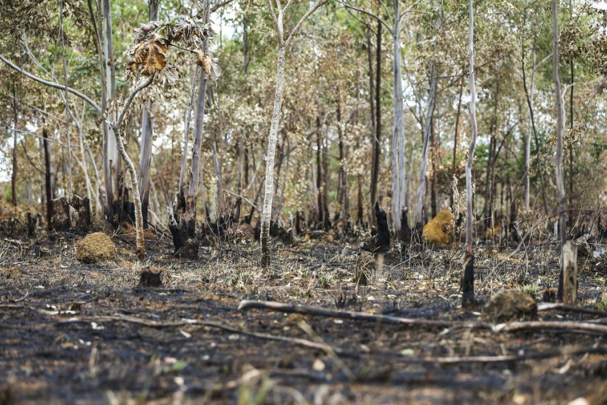 Incêndios florestais aumentam na Amazônia após novo Código Florestal