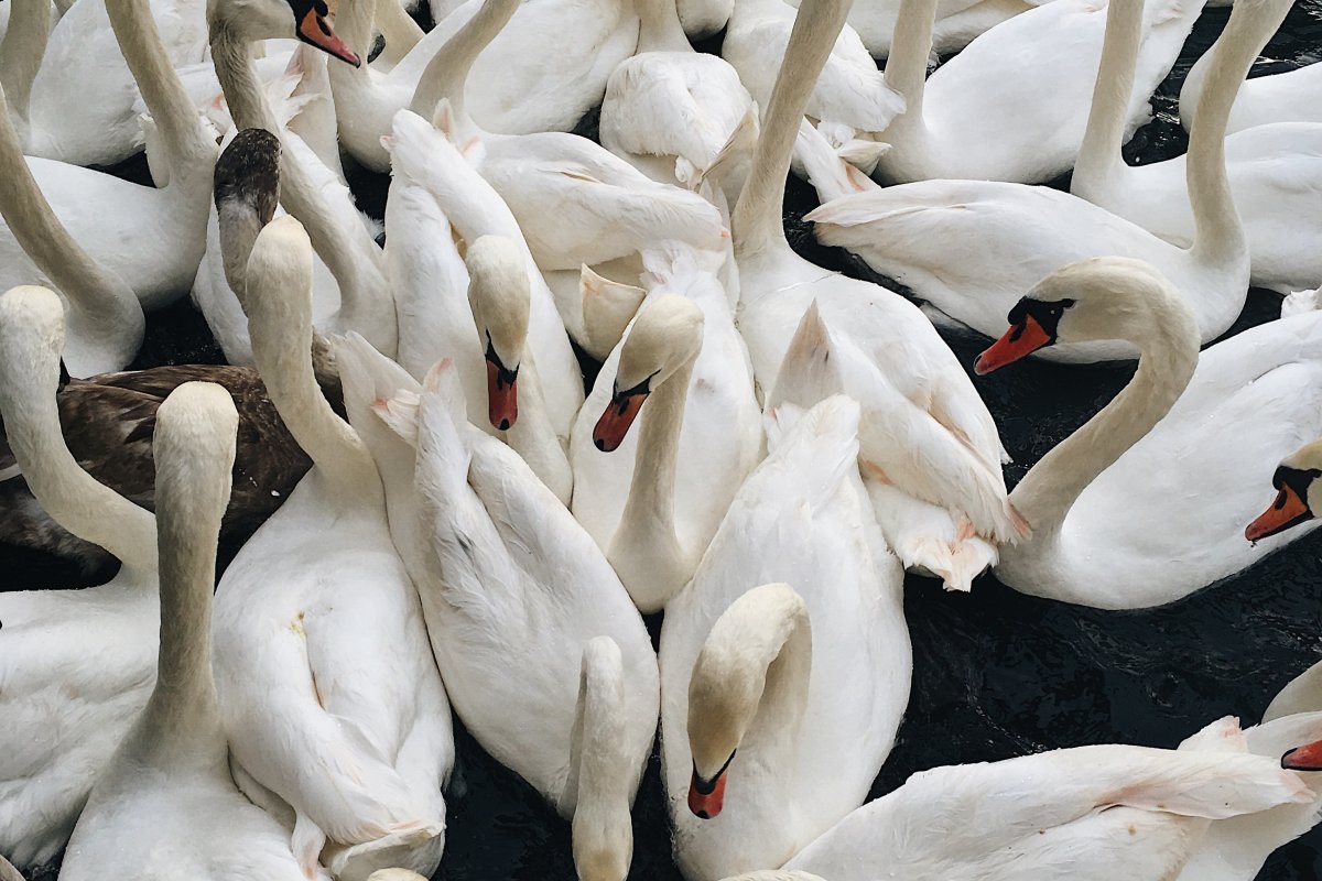 Poluição sonora pode deixar aves mais estressadas e agressivas, diz estudo