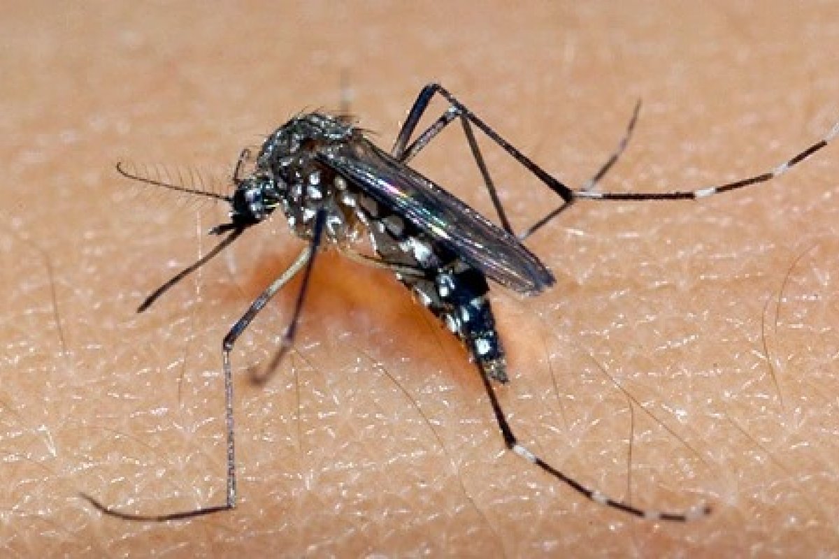 Casos de dengue deve aumentar no verão, afirma infectologista