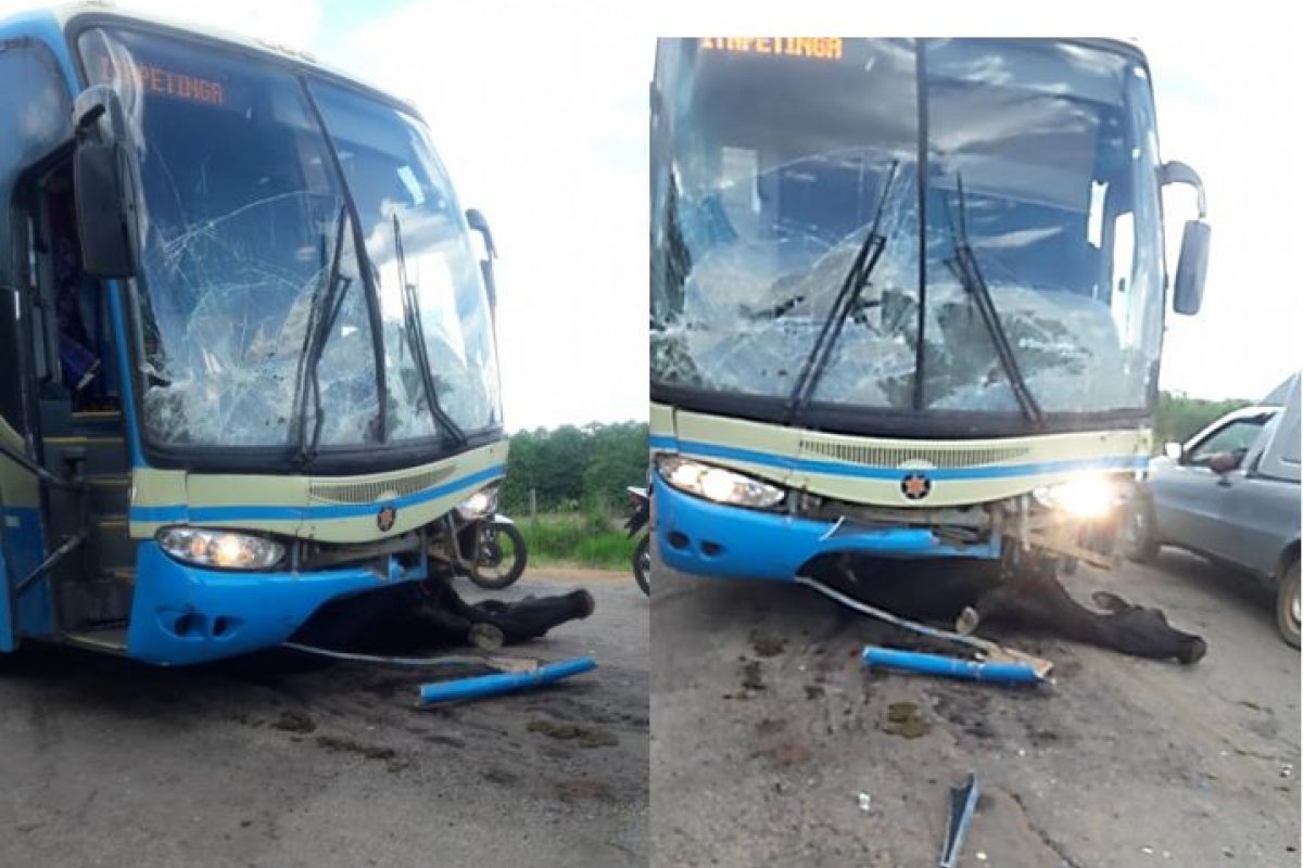 Animais na pista provocam acidente com ônibus na BA 646