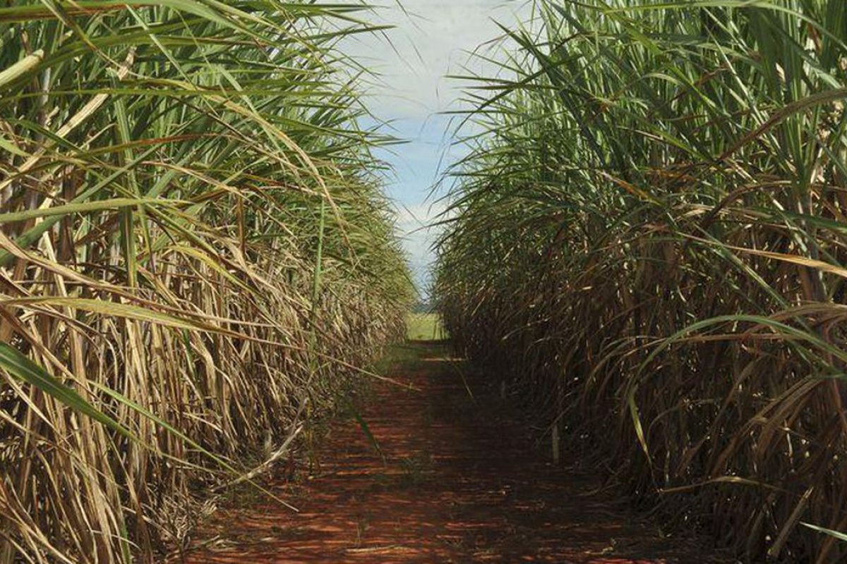 Safra de cana-de-açúcar deve ser de 598 milhões de toneladas, aponta Conab 