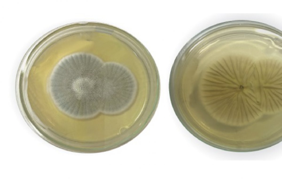 Primeiro caso de meningoencefalite por fungo 'Penicillium chrysogenum' é notificado no Brasil