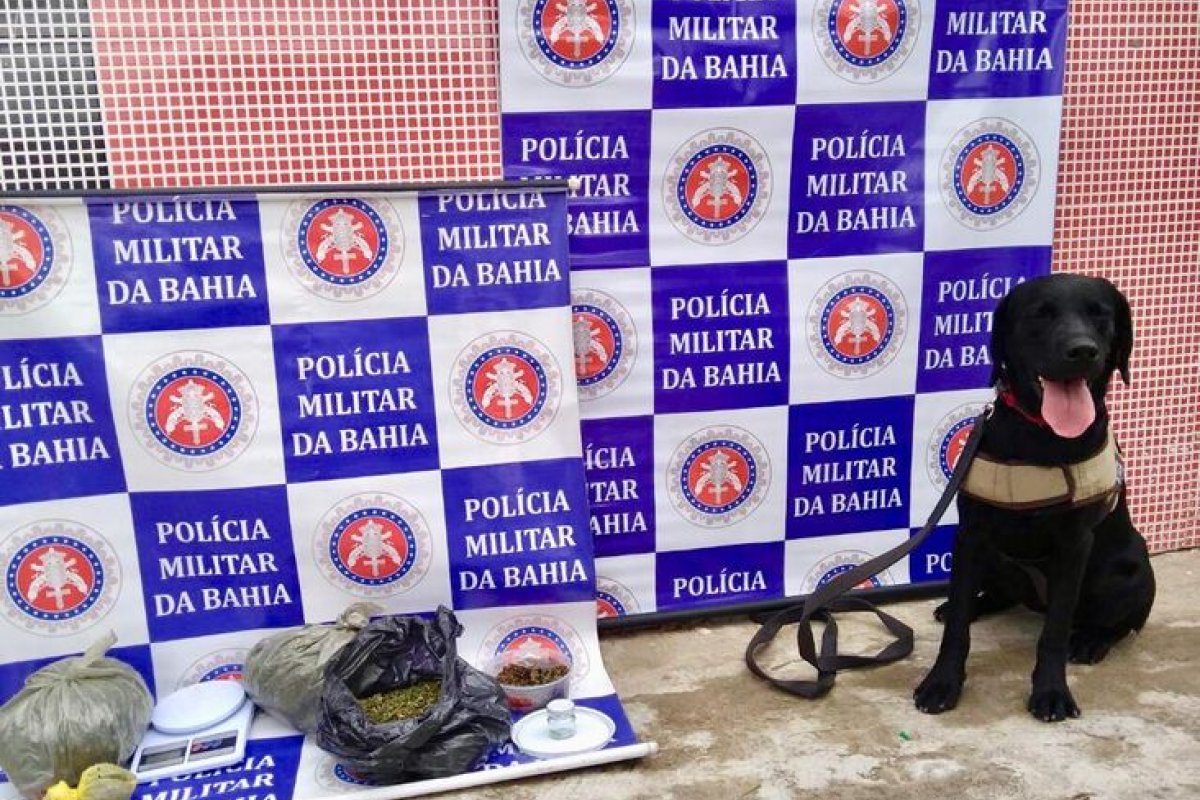 Cadela ajuda a prender três suspeitos de tráfico de drogas