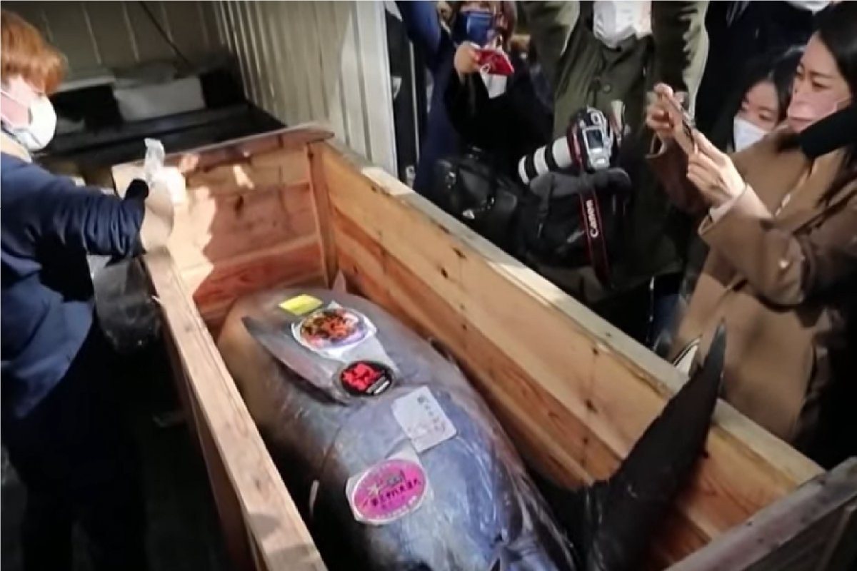 Atum é leiloado por R$ 1,4 milhão no Japão