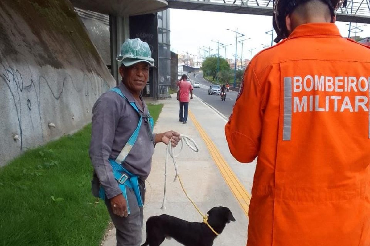 Cachorro é resgatado em córrego na Avenida Heitor Dias em Salvador